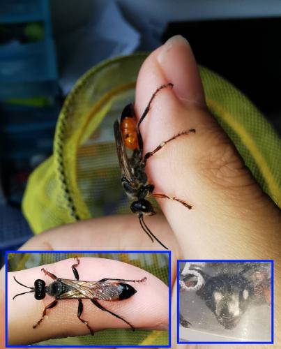 Sphex funerarius